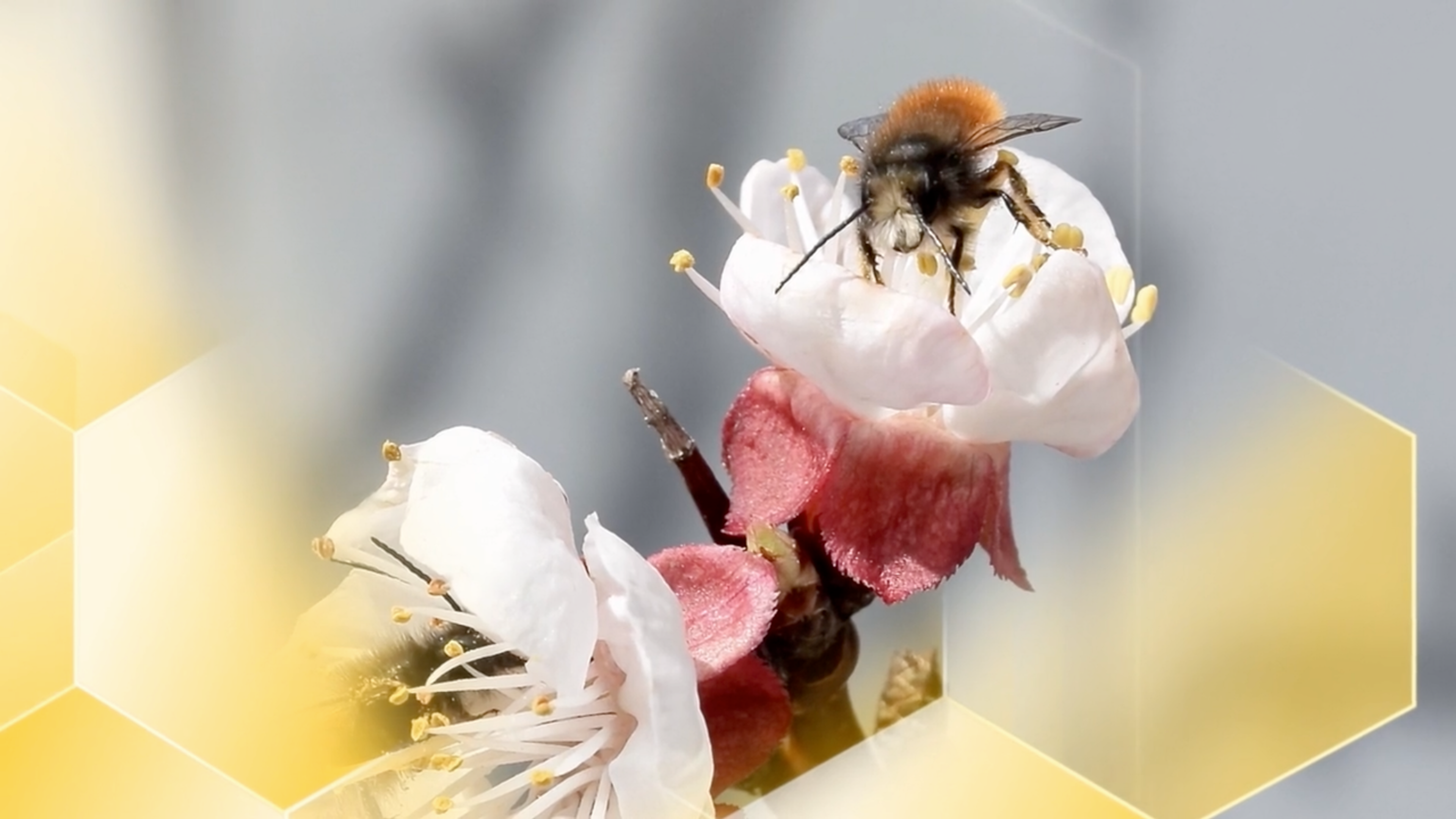 BURDA "beebetter"